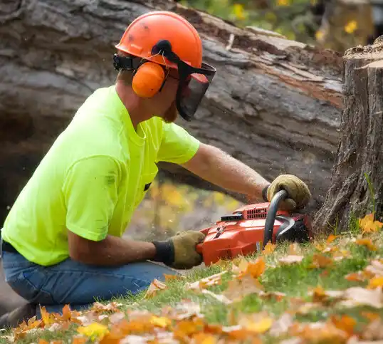 tree services Sugarcreek